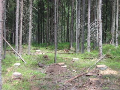 Шиловские леса вырубают без нарушений законодательства